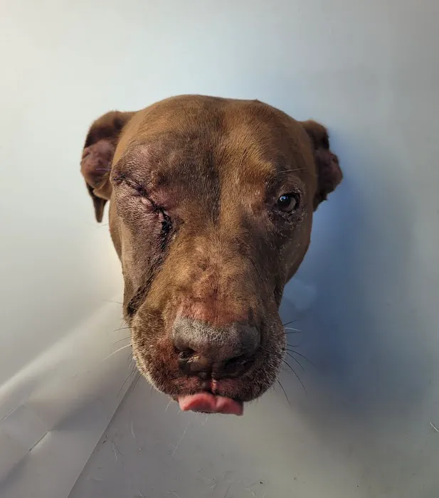 Southside Animal Hospital Picture 2