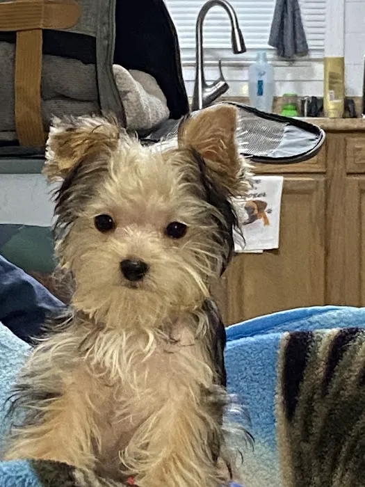 Southside Animal Hospital Picture 9