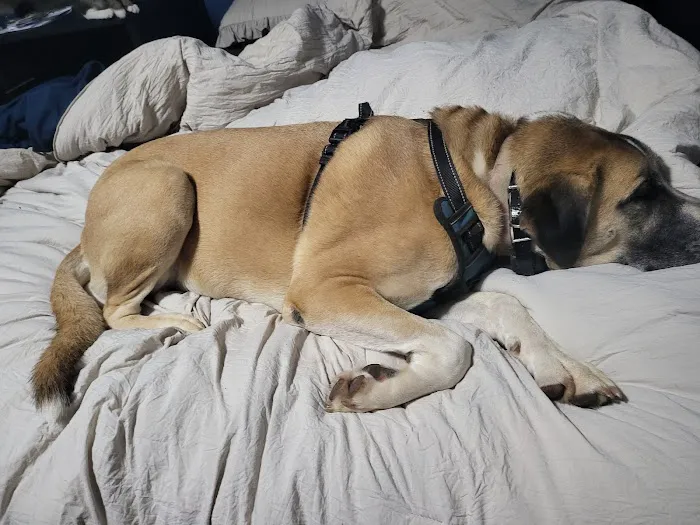 Southside Animal Hospital Picture 10