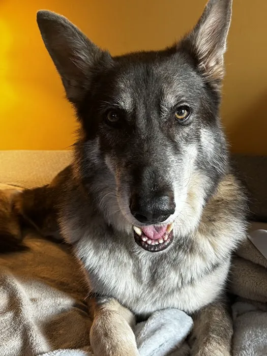 Griffin Animal Care Picture 2