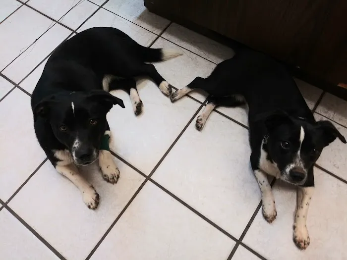 Griffin Animal Care Picture 9