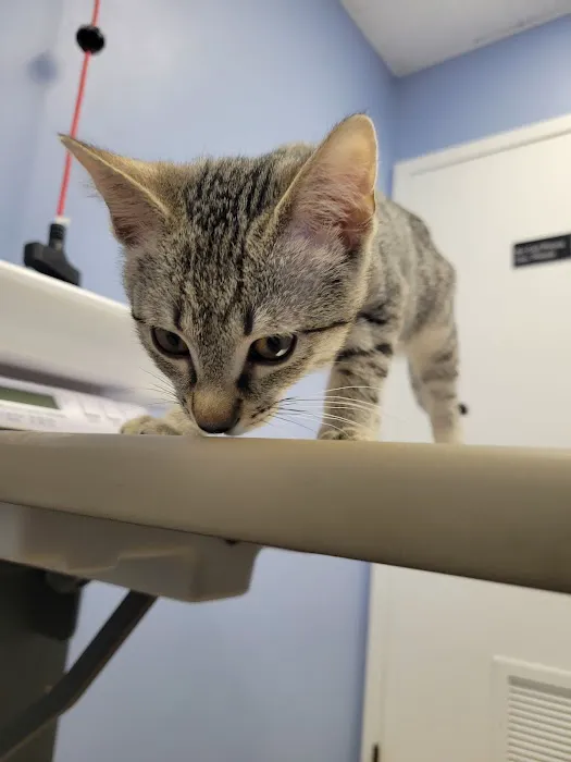 Southwest Veterinary Clinic Picture 4