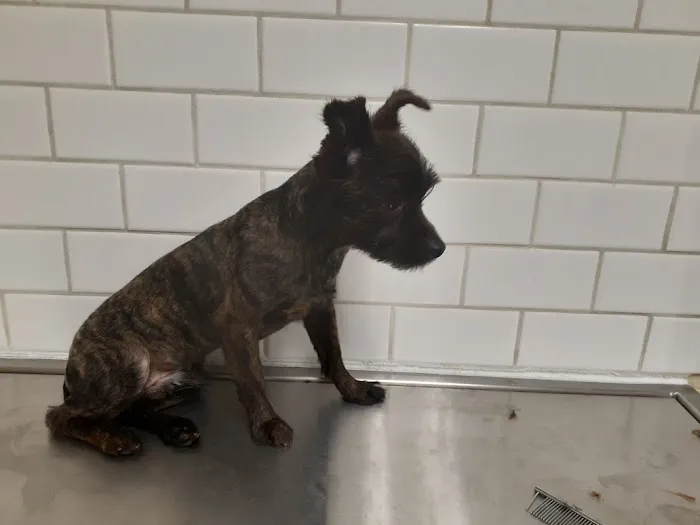 Southwest Veterinary Clinic Picture 1