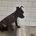 Southwest Veterinary Clinic