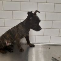 Southwest Veterinary Clinic ico