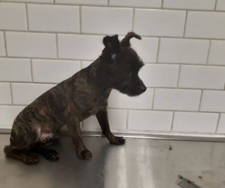 Southwest Veterinary Clinic