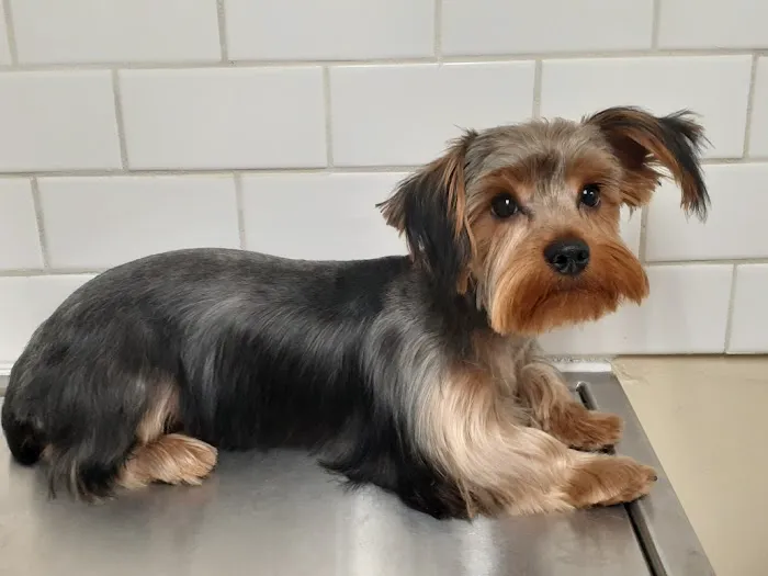 Southwest Veterinary Clinic Picture 3