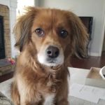 Vetco Total Care Animal Hospital