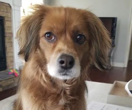 Vetco Total Care Animal Hospital