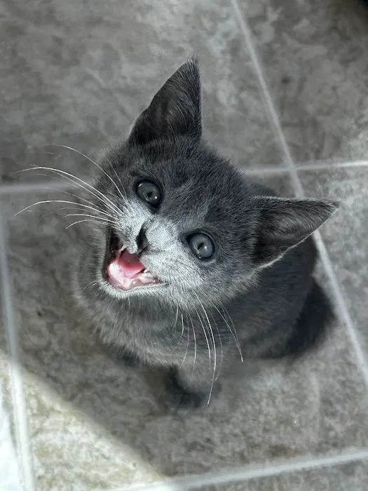 Vetco Total Care Animal Hospital Picture 5