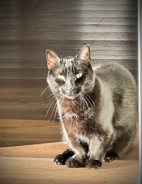 Peachtree City Animal Clinic Picture 2