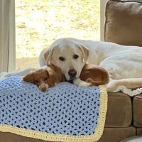 Peachtree City Animal Clinic ico