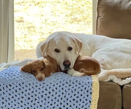 Peachtree City Animal Clinic