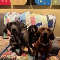 Flat Creek Animal Clinic ico