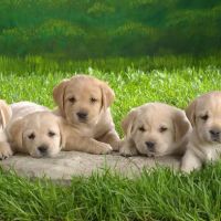 Animal Medical Clinic of Peachtree City ico