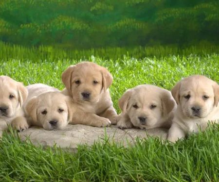 Animal Medical Clinic of Peachtree City