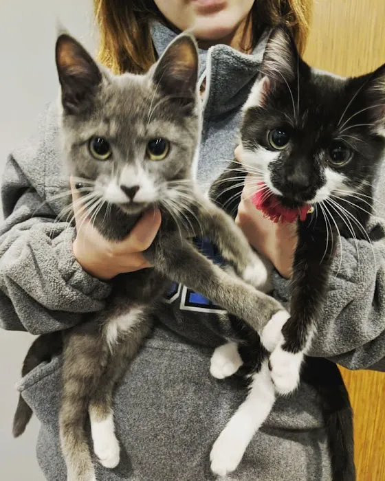 Animal Medical Clinic of Peachtree City Picture 6