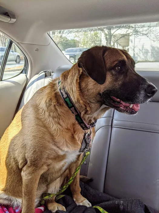 Animal Medical Clinic of Peachtree City Picture 4