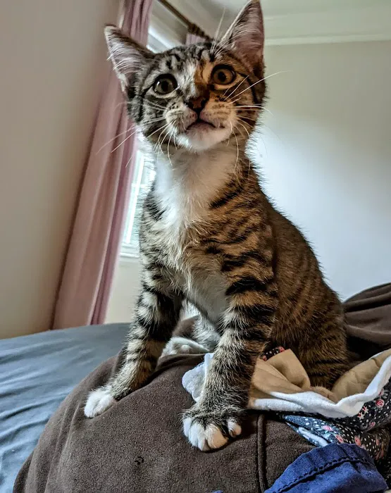 Animal Medical Clinic of Peachtree City Picture 3