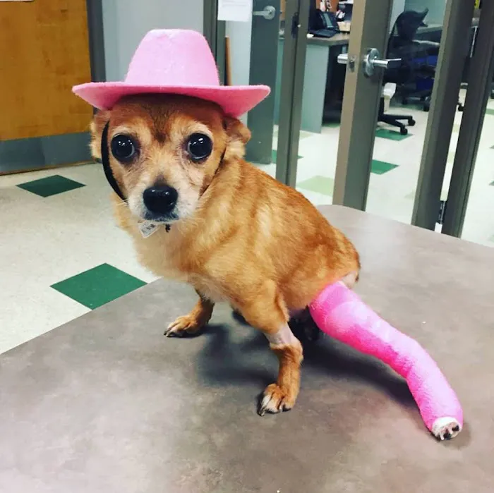 Animal Medical Clinic of Peachtree City Picture 5