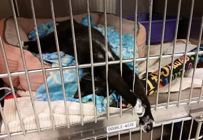 Animal Medical Clinic of Peachtree City Picture 9