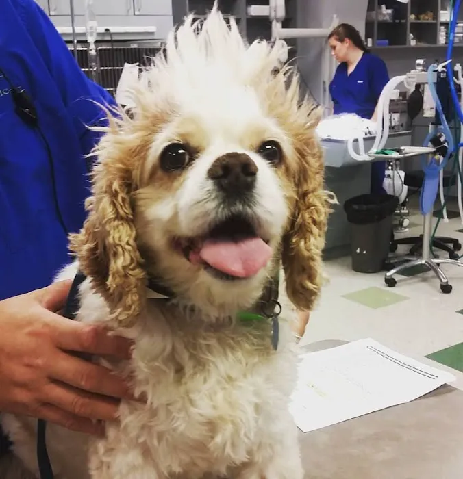 Animal Medical Clinic of Peachtree City Picture 7