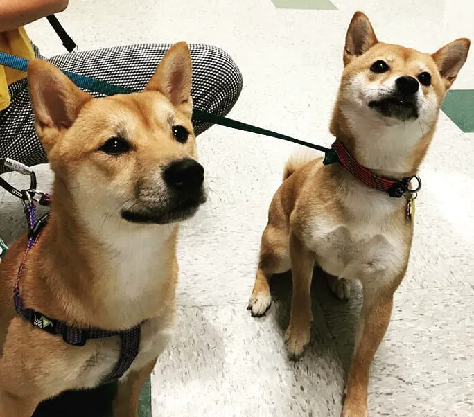 Animal Medical Clinic of Peachtree City Picture 8