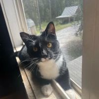 Cat Care of Fayette ico