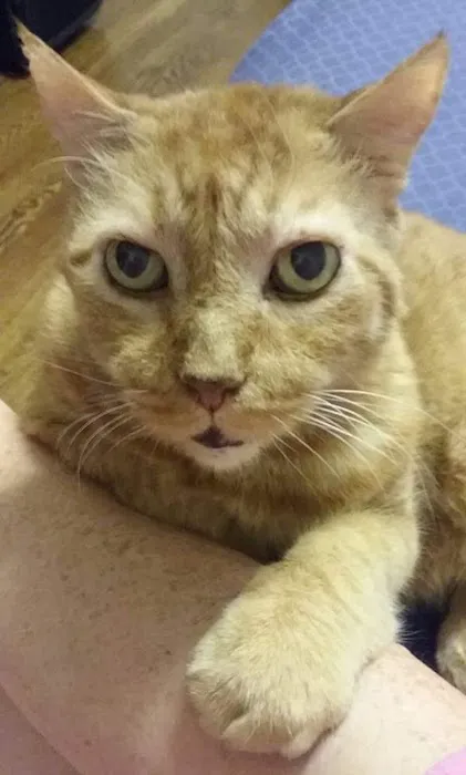 Cat Care of Fayette Picture 6