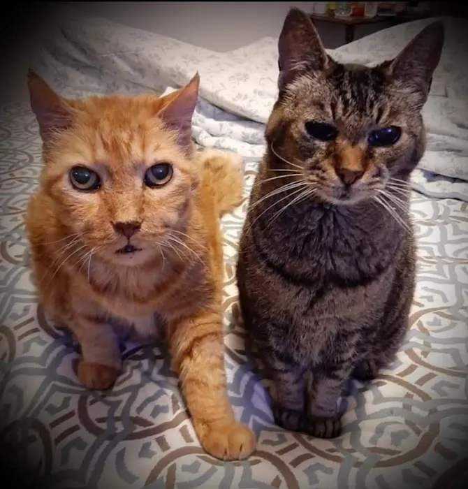 Cat Care of Fayette Picture 5