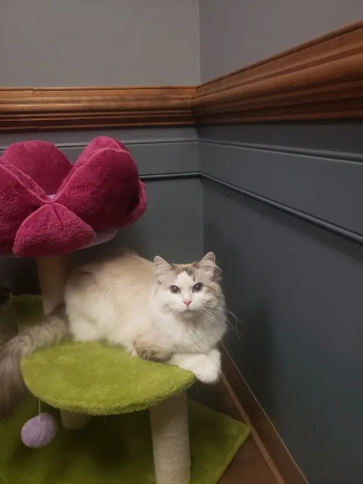 Cat Care of Fayette Picture 2