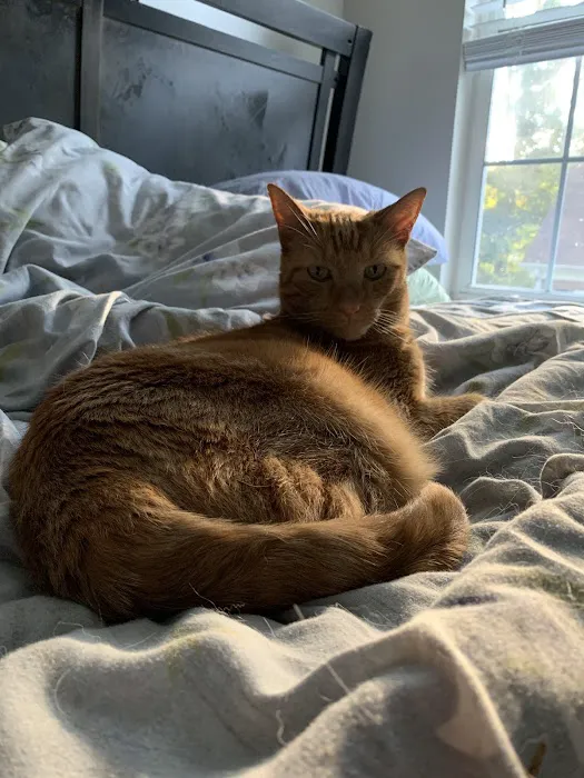 Cat Care of Fayette Picture 7