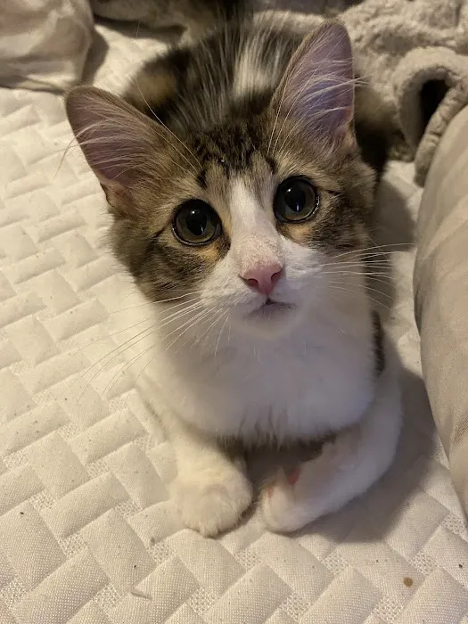 Cat Care of Fayette Picture 9