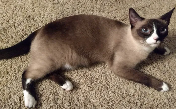 Cat Care of Fayette Picture 8