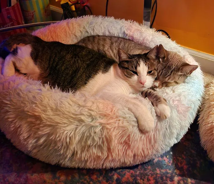 Cat Care of Fayette Picture 10