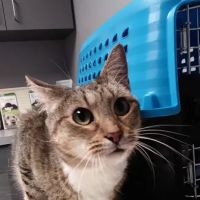 West End Animal Wellness Center ico