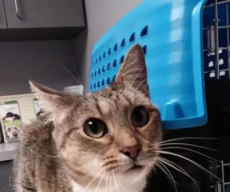 West End Animal Wellness Center