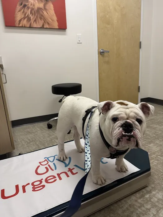 UrgentVet Picture 2