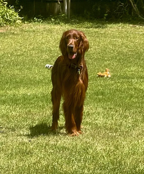 Banfield Pet Hospital Picture 1