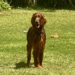 Banfield Pet Hospital