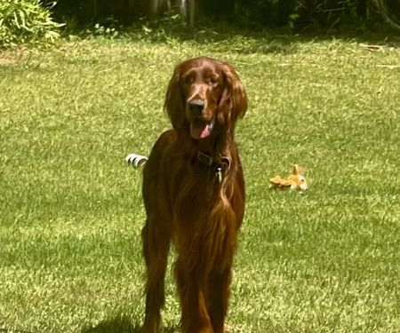 Banfield Pet Hospital