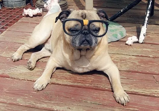 Banfield Pet Hospital Picture 6