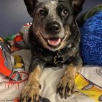 Pathway Animal Hospital and Urgent Care