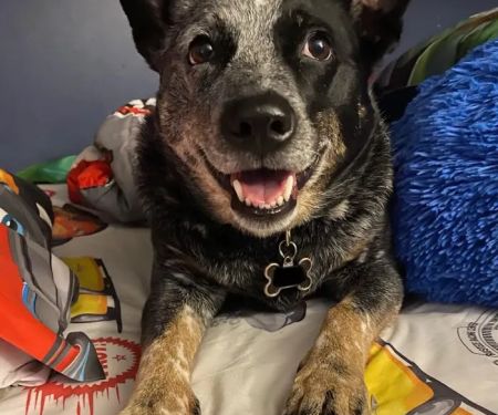 Pathway Animal Hospital and Urgent Care