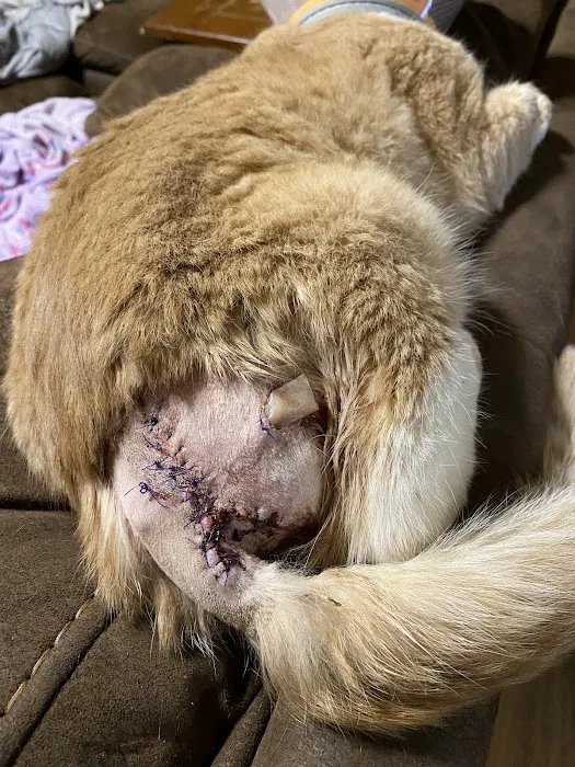 Pathway Animal Hospital and Urgent Care Picture 6