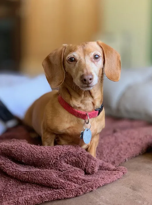 Pathway Animal Hospital and Urgent Care Picture 10