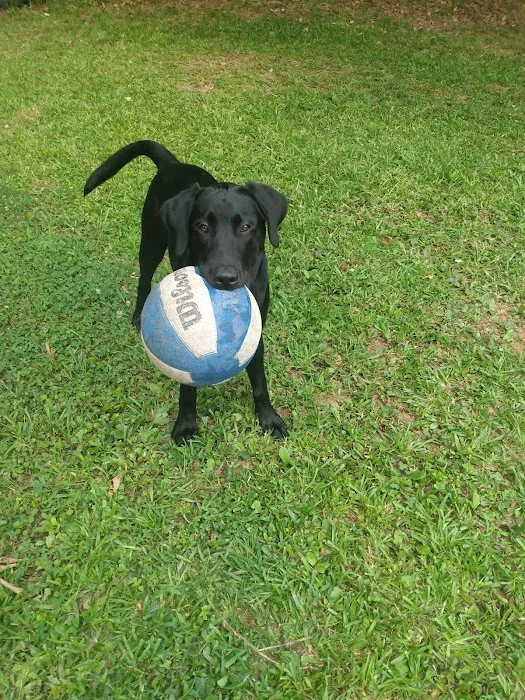 Pathway Animal Hospital and Urgent Care Picture 9