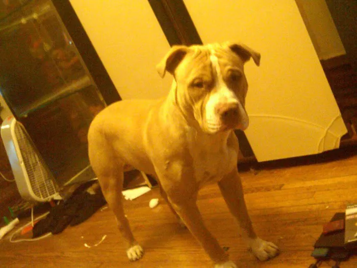 NewDay Veterinary Care Picture 3