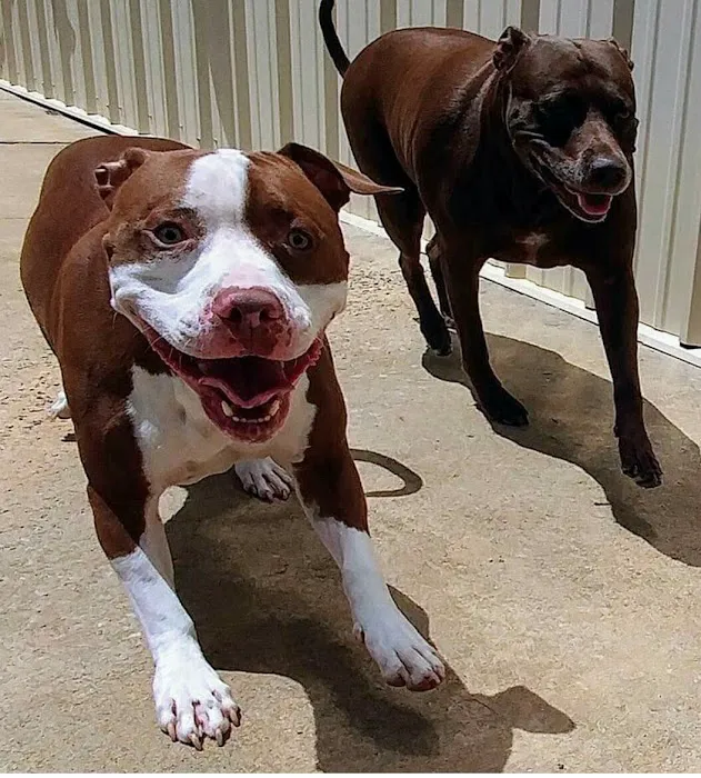 East Coweta Veterinary Hospital Picture 1