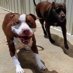 East Coweta Veterinary Hospital